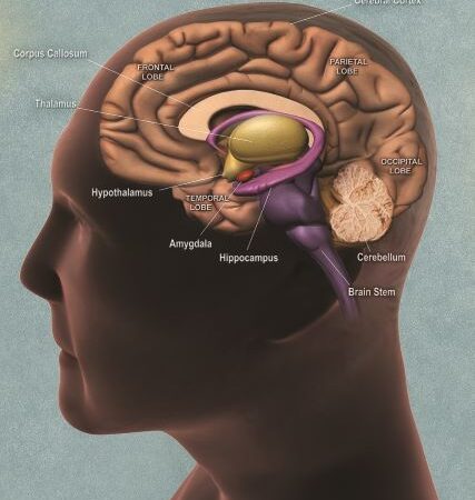 Illustrated side view of a brain.