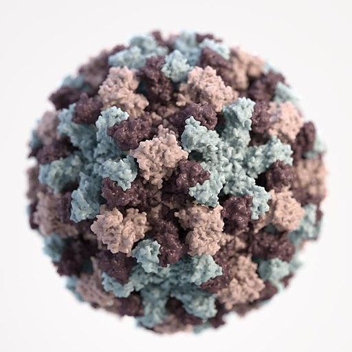 The norovirus.