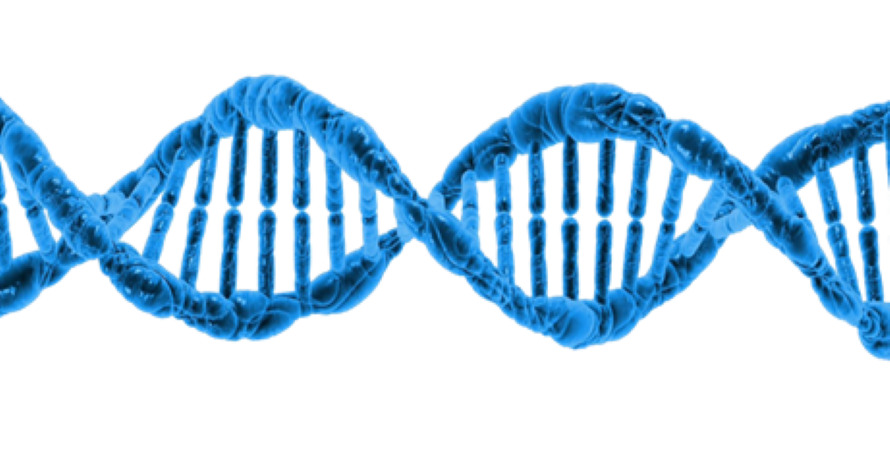 Picture of a DNA strand.