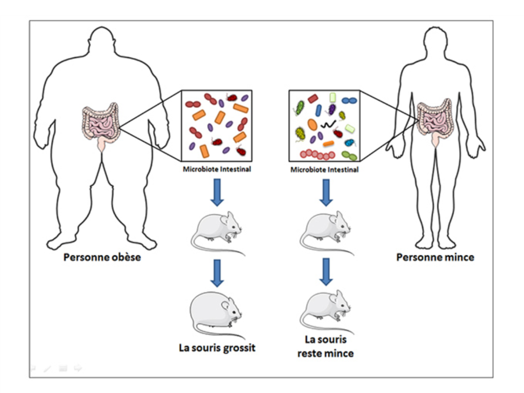 An illustration of different digestive flows between an over weight person and a thin person.