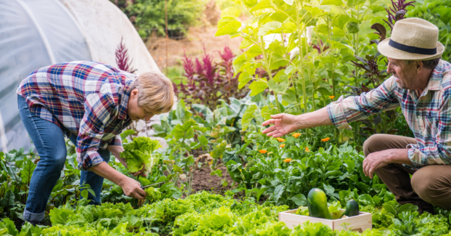 Older adults harvesting leafy green vegetables in a garden, representing natural food sources of Vitamin B9 (folate) and healthy aging.